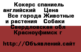 Кокерс спаниель английский  › Цена ­ 4 500 - Все города Животные и растения » Собаки   . Свердловская обл.,Красноуфимск г.